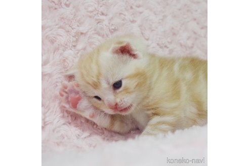 成約済の群馬県のスコティッシュフォールド(折れ耳)-107582の15枚目