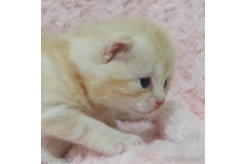 成約済の群馬県のスコティッシュフォールド(折れ耳)-107583の10枚目