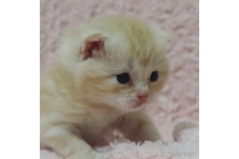 成約済の群馬県のスコティッシュフォールド(折れ耳)-107583の11枚目