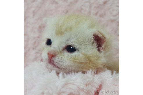 成約済の群馬県のスコティッシュフォールド(折れ耳)-107583の12枚目