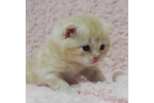 成約済の群馬県のスコティッシュフォールド(折れ耳)-107583の13枚目