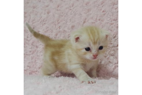 成約済の群馬県のスコティッシュフォールド(折れ耳)-107583の8枚目