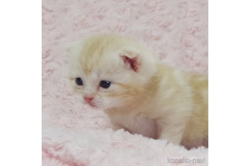 成約済の群馬県のスコティッシュフォールド(折れ耳)-107583の9枚目