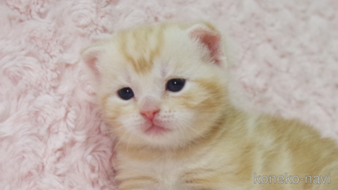 成約済の群馬県のスコティッシュフォールド(折れ耳)-107582の10枚目