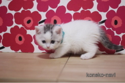 成約済の東京都のミヌエット-107585の3枚目