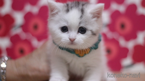 成約済の東京都のミヌエット-107585