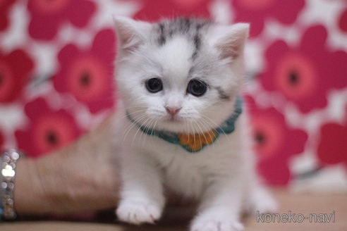 成約済の東京都のミヌエット-107585の2枚目