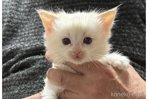 成約済の滋賀県のラグドール-107587の9枚目