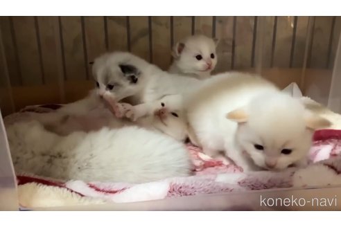 成約済の滋賀県のラグドール-107588の7枚目