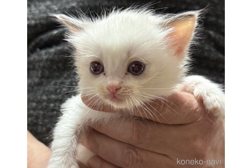 成約済の滋賀県のラグドール-107589の11枚目