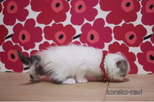 成約済の東京都のミヌエット-107596の2枚目