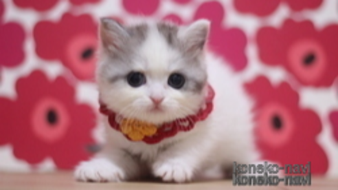 成約済の東京都のミヌエット-107596