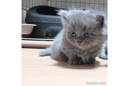 成約済の愛知県のマンチカン(短足)-107602の2枚目