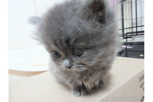 成約済の愛知県のマンチカン(短足)-107602の6枚目