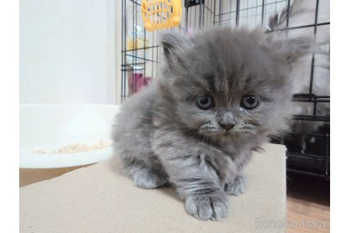 成約済の愛知県のマンチカン(短足)-107602の1枚目