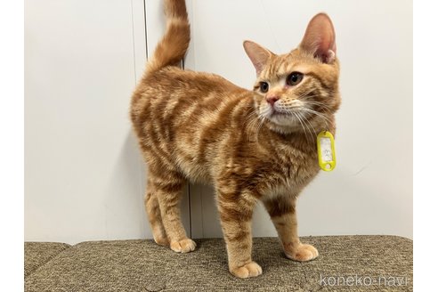 成約済の愛知県のマンチカン-107635の7枚目