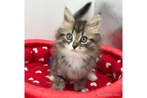 成約済の愛知県のミヌエット-107640の3枚目