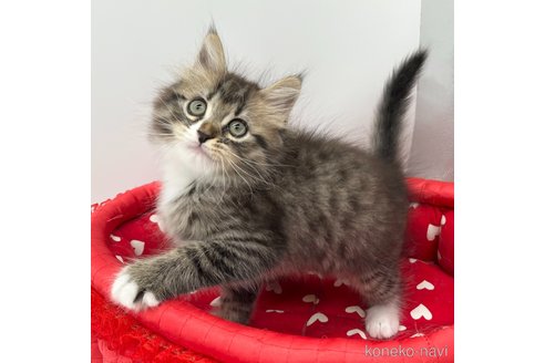 成約済の愛知県のミヌエット-107640の4枚目