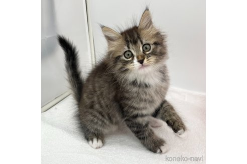 成約済の愛知県のミヌエット-107640の2枚目