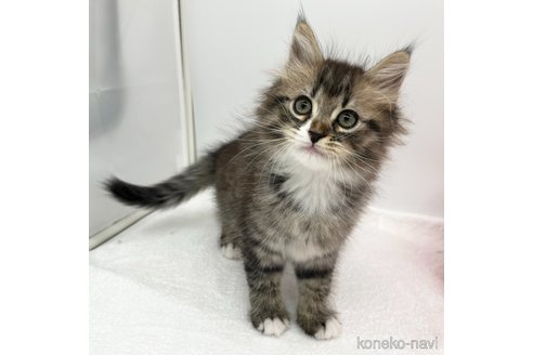 成約済の愛知県のミヌエット-107640の1枚目