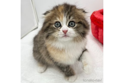 成約済の愛知県のスコティッシュフォールド(折れ耳)-107641の2枚目