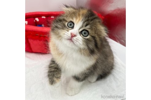 成約済の愛知県のスコティッシュフォールド(折れ耳)-107641の3枚目