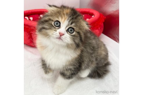 成約済の愛知県のスコティッシュフォールド(折れ耳)-107641の1枚目