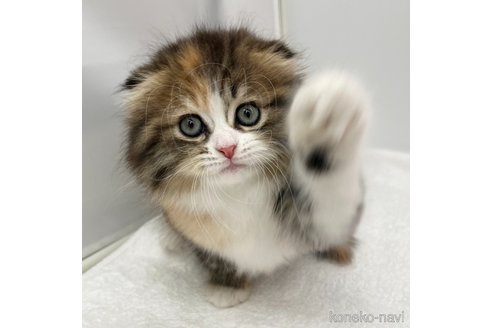 成約済の愛知県のスコティッシュフォールド(折れ耳)-107641の4枚目