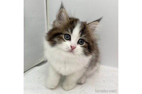 成約済の愛知県のラガマフィン-107642の2枚目