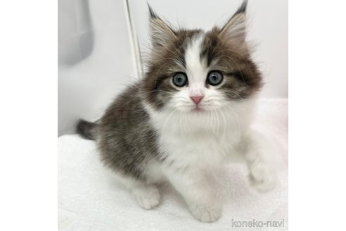 成約済の愛知県のラガマフィン-107642の3枚目