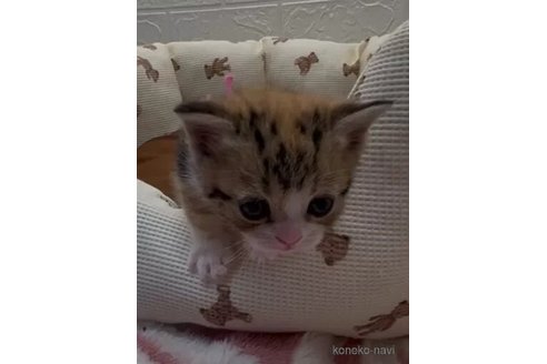 商談中の埼玉県のフォールデックス-107644の3枚目
