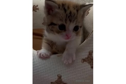 商談中の埼玉県のフォールデックス-107644の6枚目
