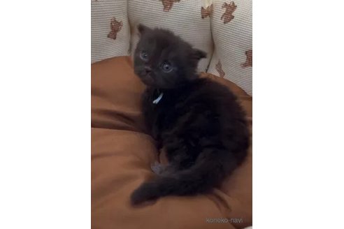 成約済の埼玉県のフォールデックス-107646の2枚目