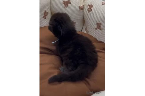 成約済の埼玉県のフォールデックス-107646の3枚目