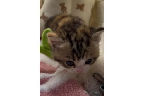 成約済の埼玉県のフォールデックス-107647の5枚目