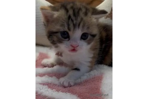 成約済の埼玉県のフォールデックス-107647の6枚目