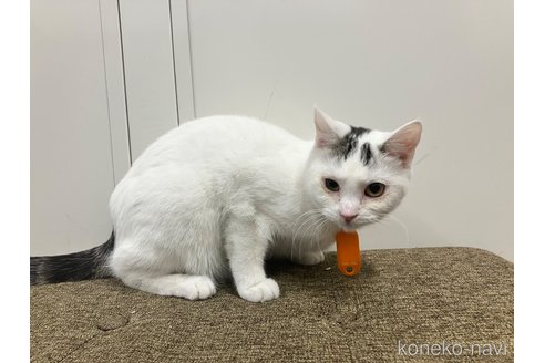 販売中の愛知県のマンチカン-107654の8枚目
