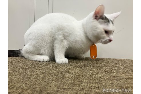 販売中の愛知県のマンチカン-107654の9枚目