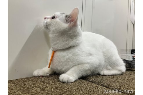 販売中の愛知県のマンチカン-107654の7枚目