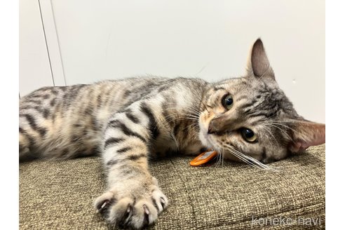 販売中の愛知県のトイガー-95899
