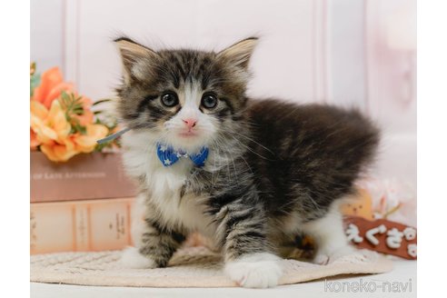 成約済の神奈川県のノルウェージャンフォレストキャット-107662の10枚目
