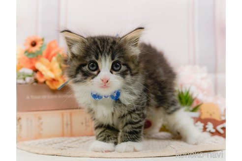 成約済の神奈川県のノルウェージャンフォレストキャット-107662の9枚目