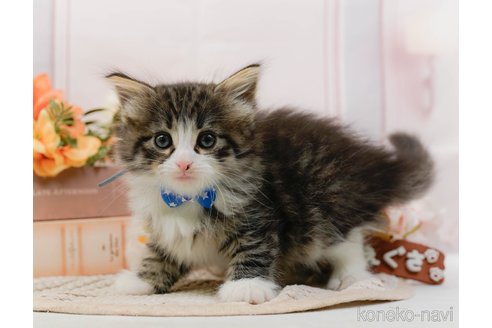 成約済の神奈川県のノルウェージャンフォレストキャット-107662の8枚目