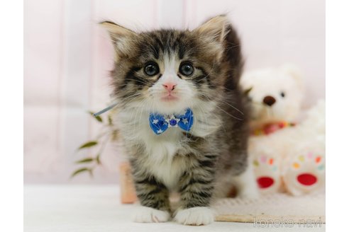 成約済の神奈川県のノルウェージャンフォレストキャット-107662の5枚目