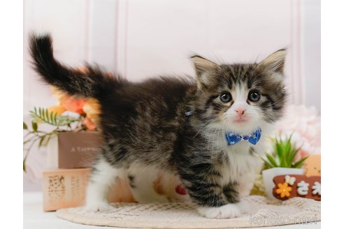 成約済の神奈川県のノルウェージャンフォレストキャット-107662の4枚目