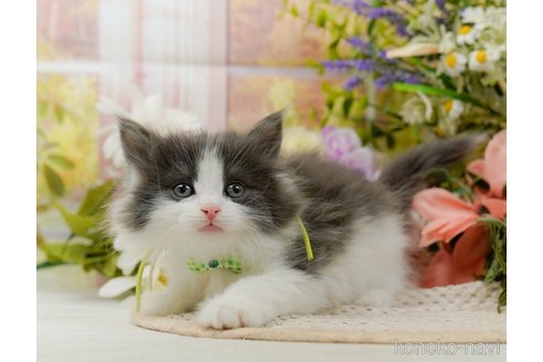 成約済の神奈川県のノルウェージャンフォレストキャット-107664の1枚目