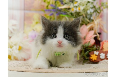 成約済の神奈川県のノルウェージャンフォレストキャット-107664の14枚目