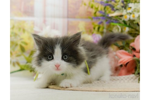 成約済の神奈川県のノルウェージャンフォレストキャット-107664の8枚目