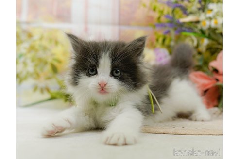 成約済の神奈川県のノルウェージャンフォレストキャット-107664の12枚目
