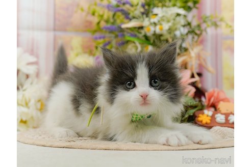 成約済の神奈川県のノルウェージャンフォレストキャット-107664の5枚目